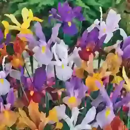 Rainbow Mixture